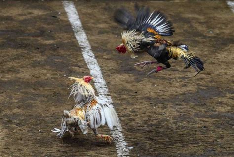 cockfightbet|Philippine Online Cockfighting Grows .
